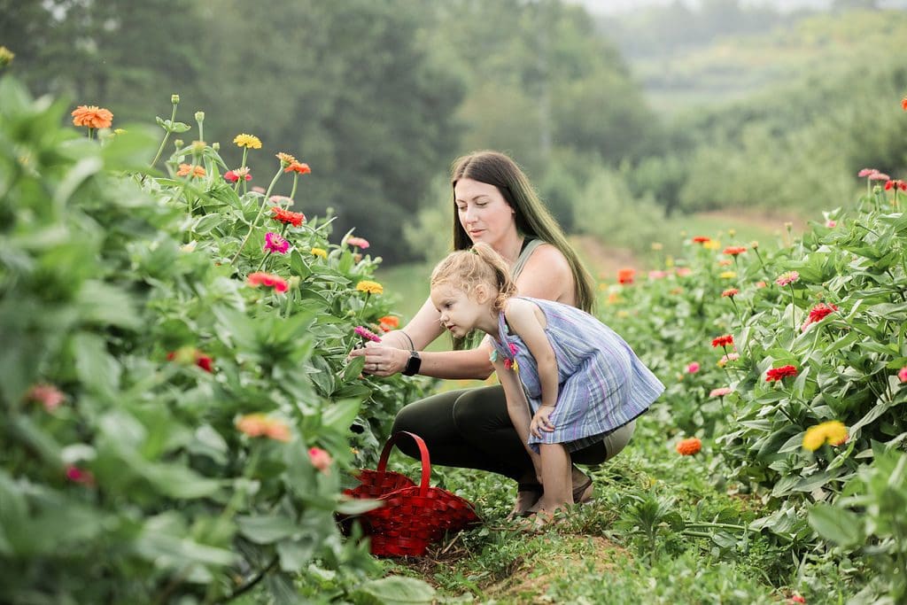 Harvest In Ellijay Gilmer County Chamber